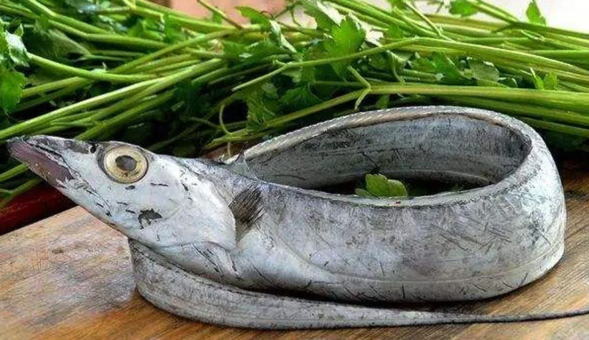 中国哪里产的带鱼最好吃